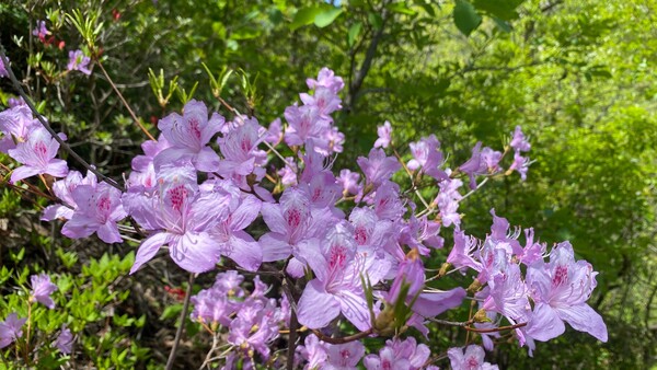 1681720033557485.jpg 1,1.jpg